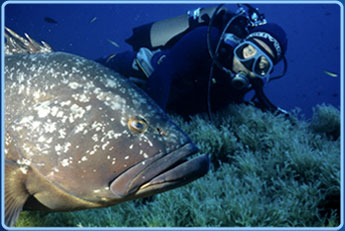 immagine di attivit subacquea
